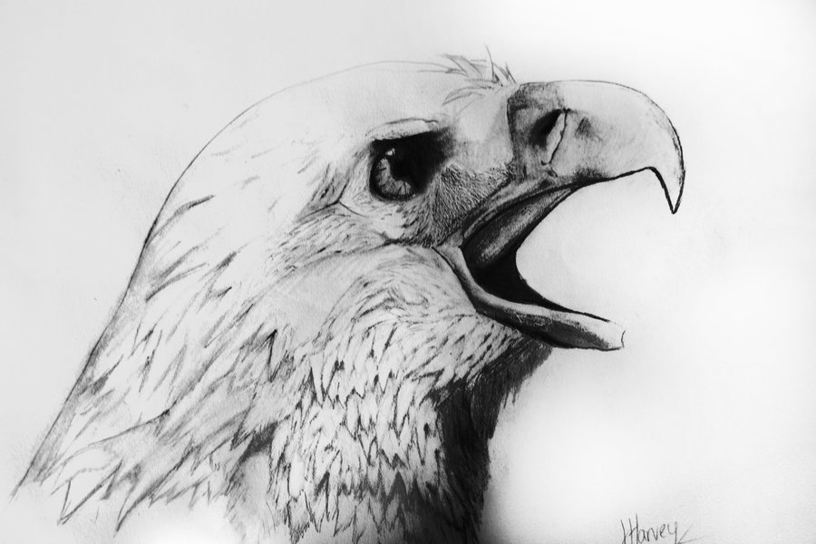 900x600 40 Beautiful And Realistic Animal Sketches For Your Inspiration - Animal Sketch Drawing