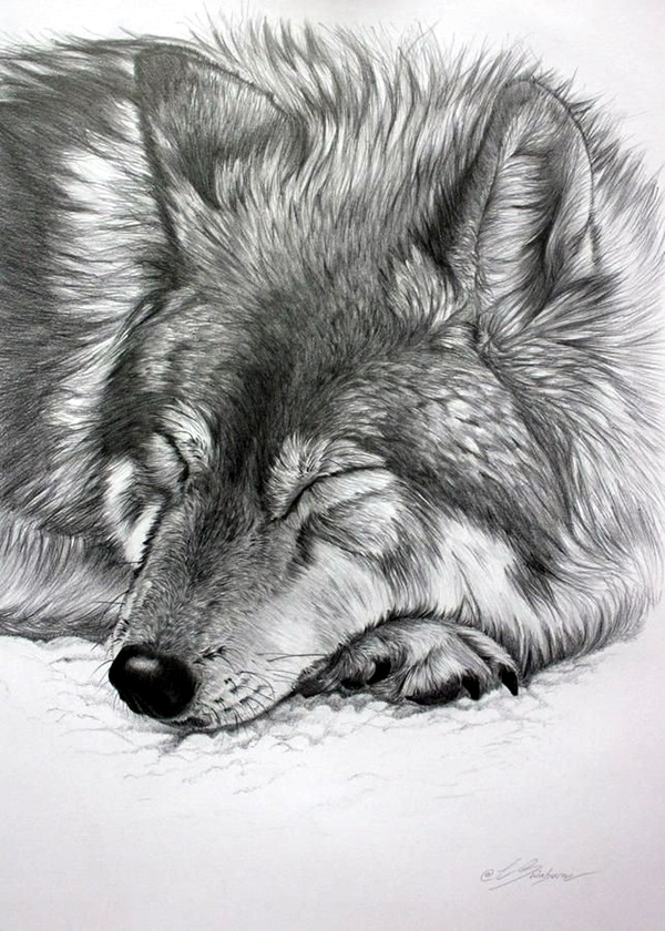 600x840 40 Realistic Animal Pencil Drawings - Animal Sketch Drawing