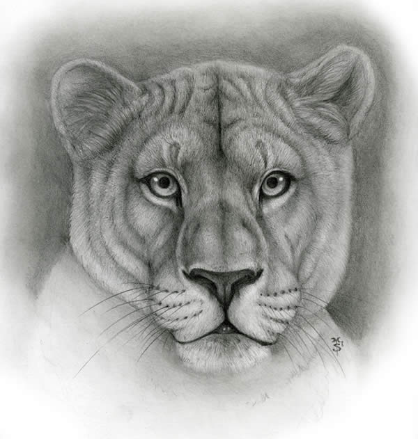 600x631 50 Professional Photo Realistic Animal Drawings Photoshop And - Animal Sketch Drawing
