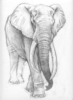 236x323 84 Best Animal Sketches Images Animal Sketches - Animal Sketch Drawing