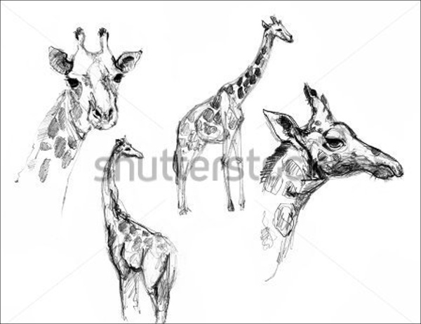 600x461 Animal Sketches Free Amp Premium Templates Free Amp Premium - Animal Sketch Drawing
