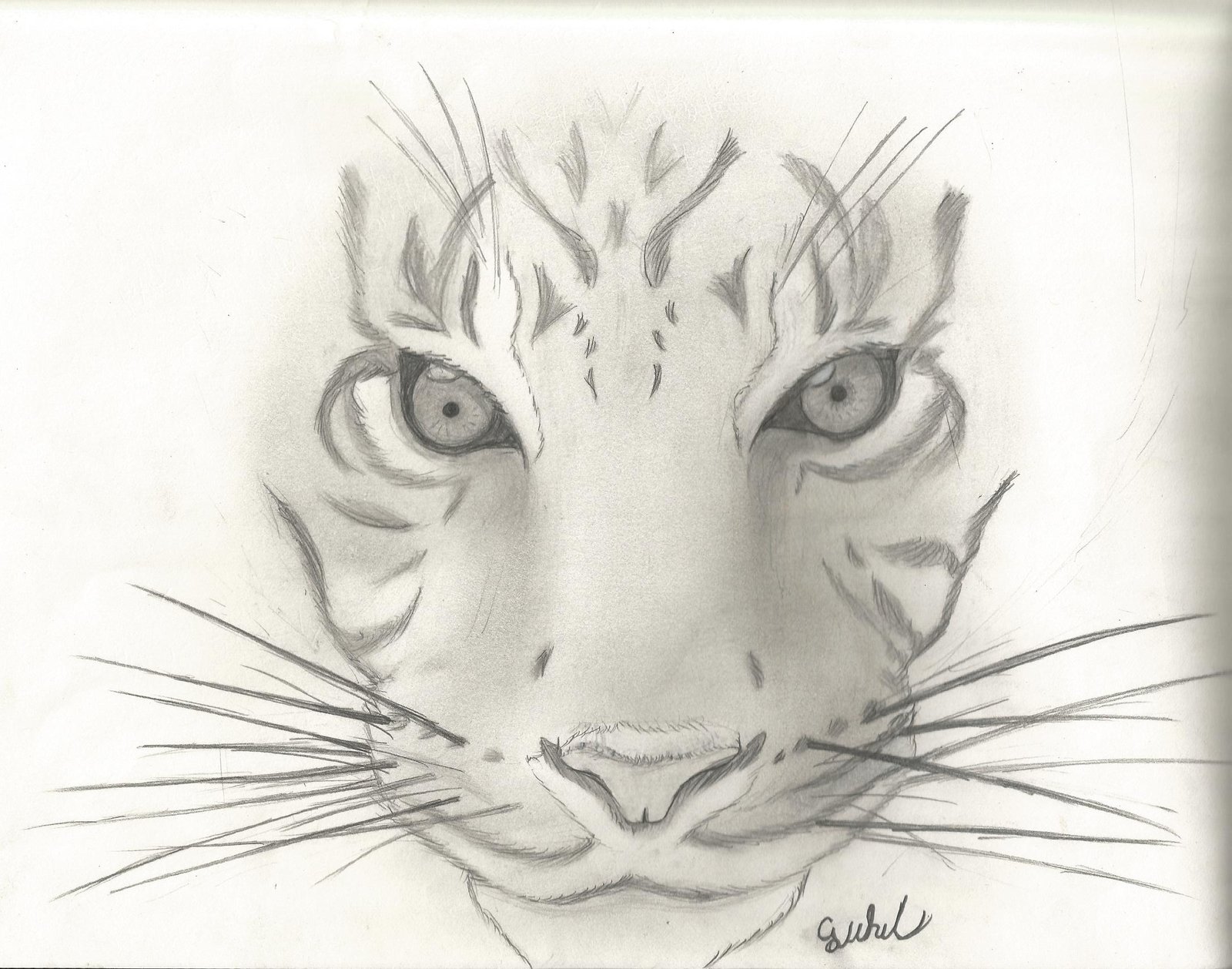 1600x1258 Pictures Of Animals Sketches Pictures Of Nnature - Animal Sketch Ideas