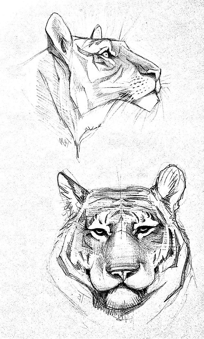 Animal Sketch Ideas at PaintingValley.com | Explore collection of ...