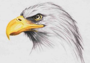 300x210 Creative Drawing Ideas Of Animals - Animal Sketch Ideas