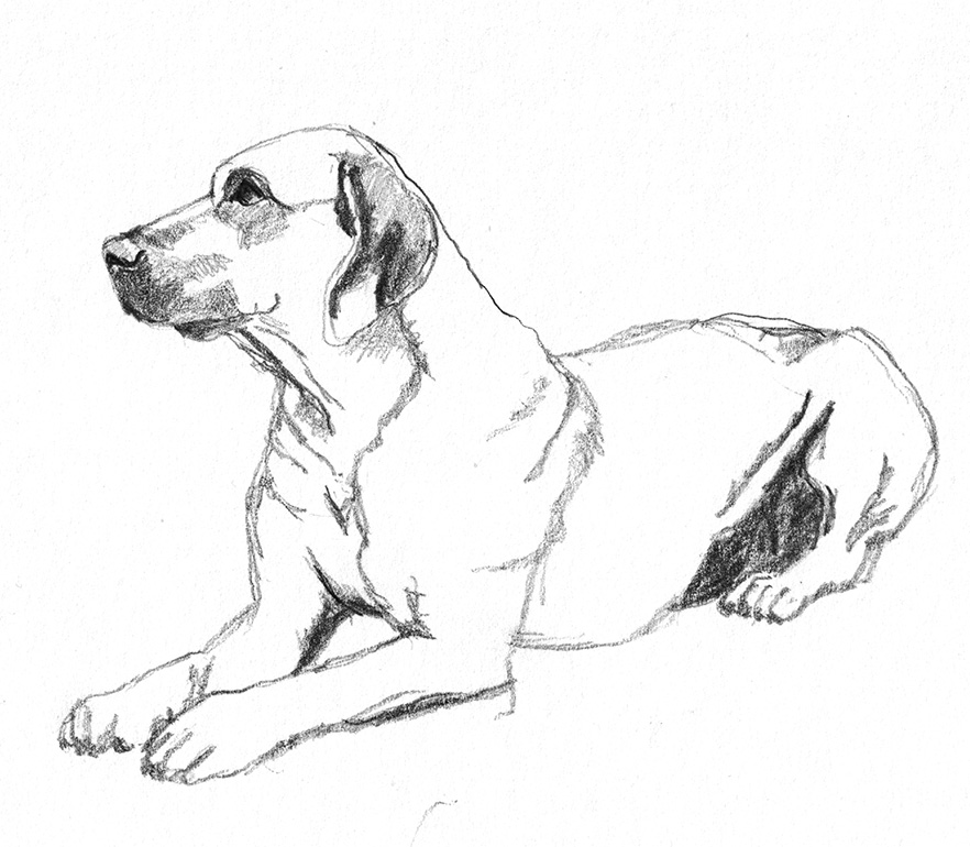 882x770 Dog Sketches - Animal Sketch Images