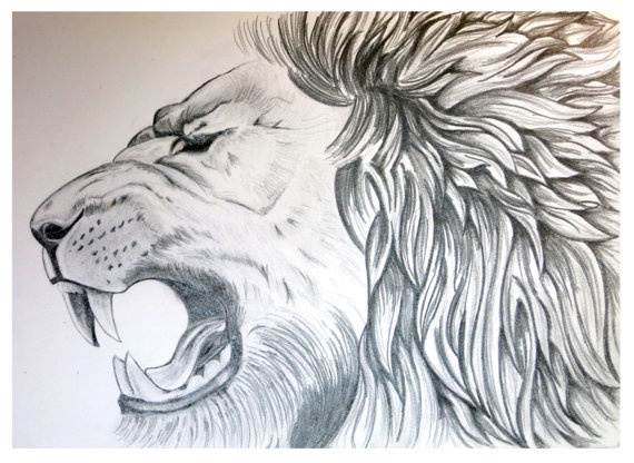570x416 Lion Art, Lion Poster, Animal Sketch, Graphite Drawing, Graphite - Animal Sketch Images