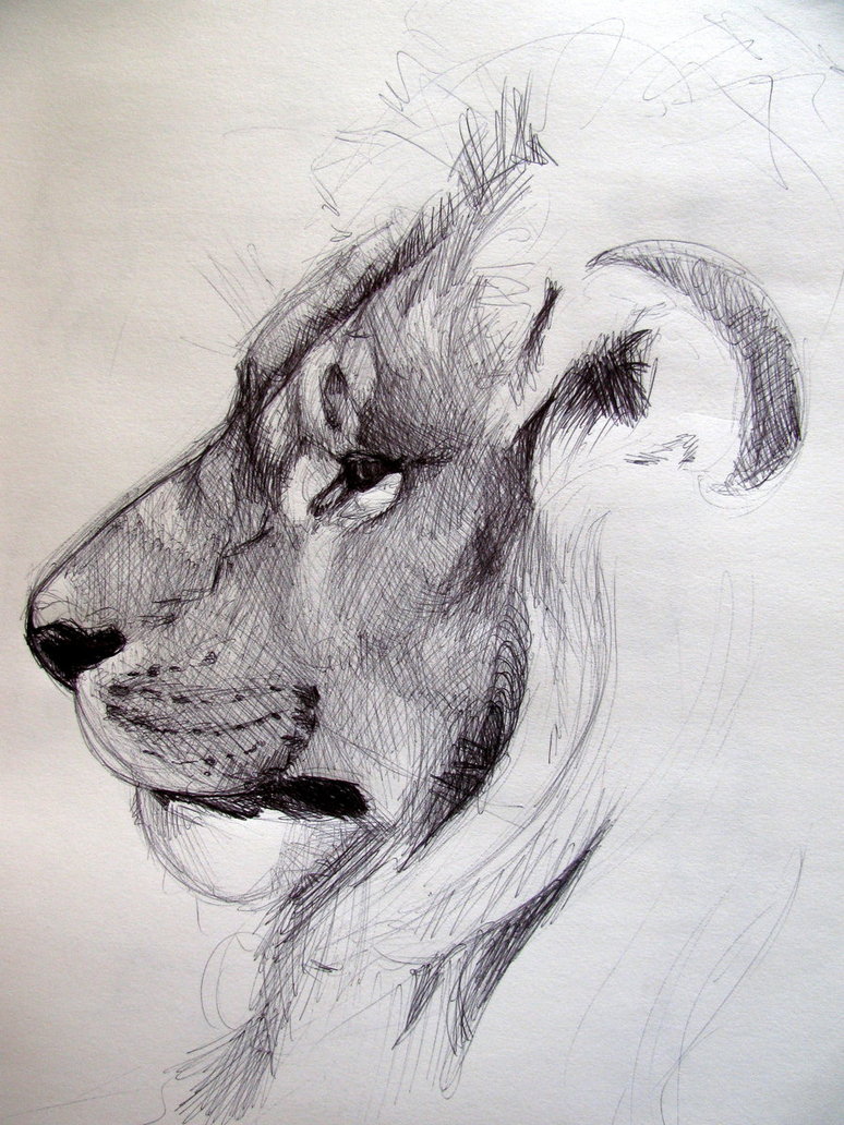 774x1032 40 Beautiful And Realistic Animal Sketches For Your Inspiration - Animal Sketch Images