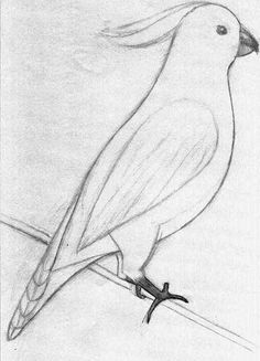 236x327 Pin By Diego On Drawings For Art Class - Animal Sketch Images