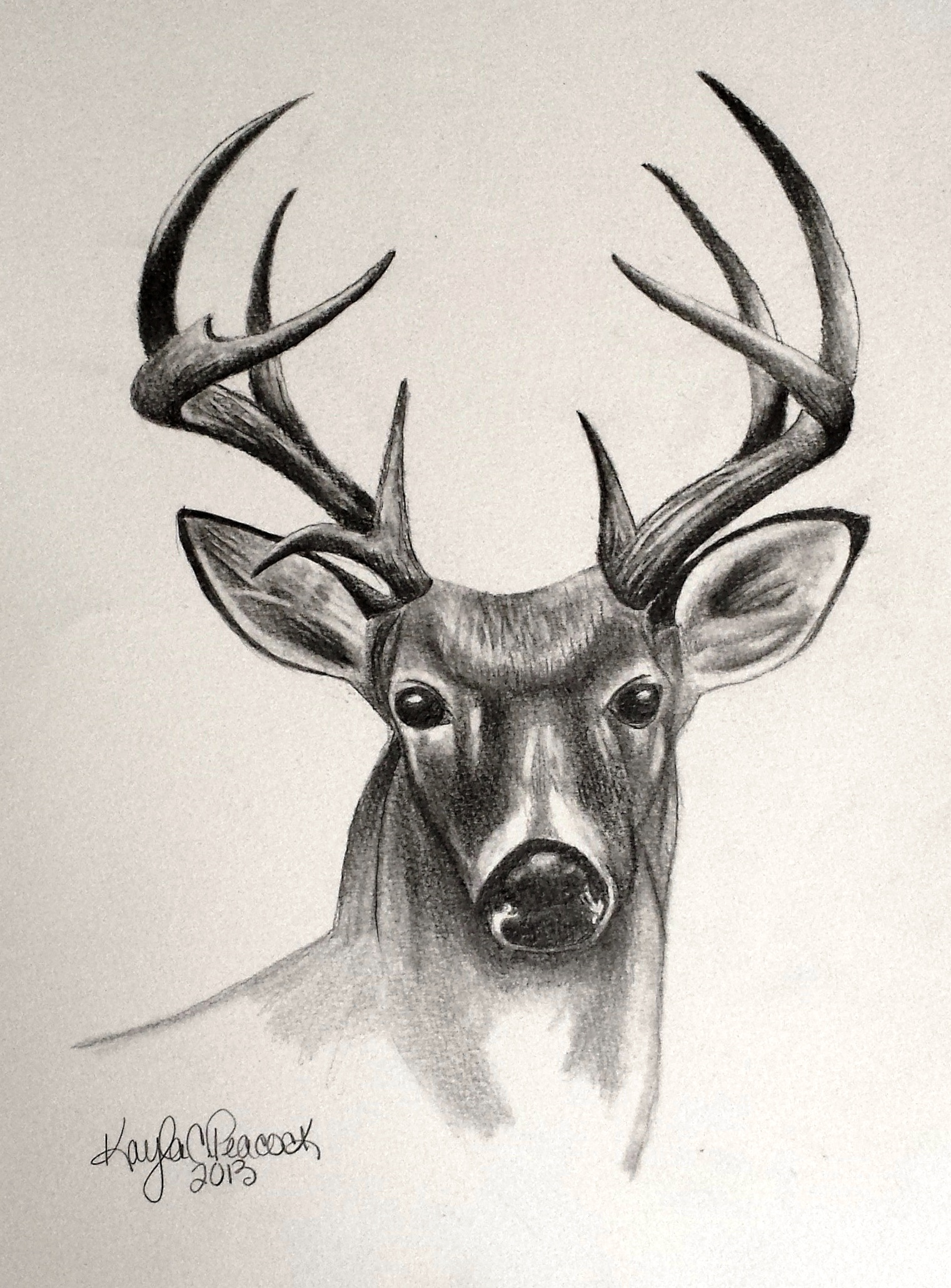 1521x2059 Animal Sketch Sketchbook - Animal Sketch Images