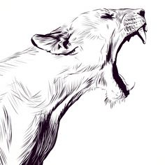 236x236 Bear Sketch Tumblr Maybe Make It A Human Face With Half A - Animal Sketch Images