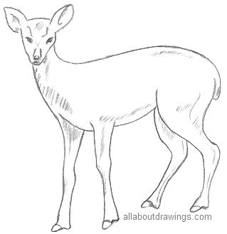 319x329 Animal Drawings - Animal Sketch Images