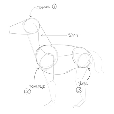 440x440 Lesson 5 Drawing Animals - Animal Sketch Picture