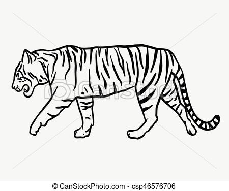 450x376 Tiger Wild Animal Sketch Vector. Tiger Wild Animal Vector. Good - Animal Sketch Picture