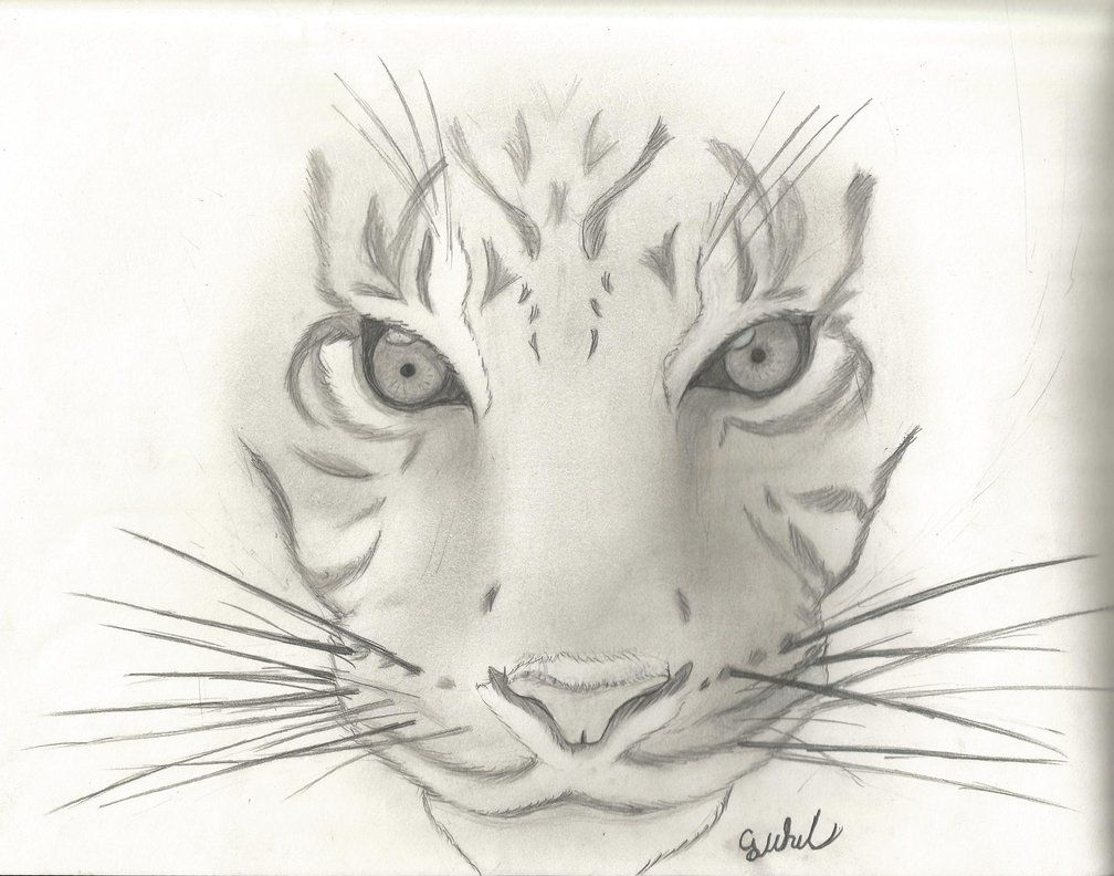1008x792 Animal Sketch 1 Tiger By Cjwhit D5w7vo1.jpg - Animal Sketch Picture