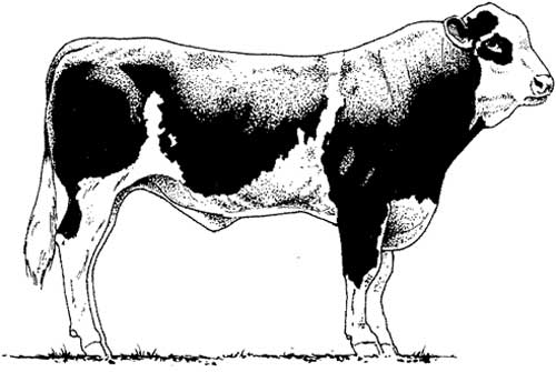 500x335 Animal Drawings - Animal Sketch Picture