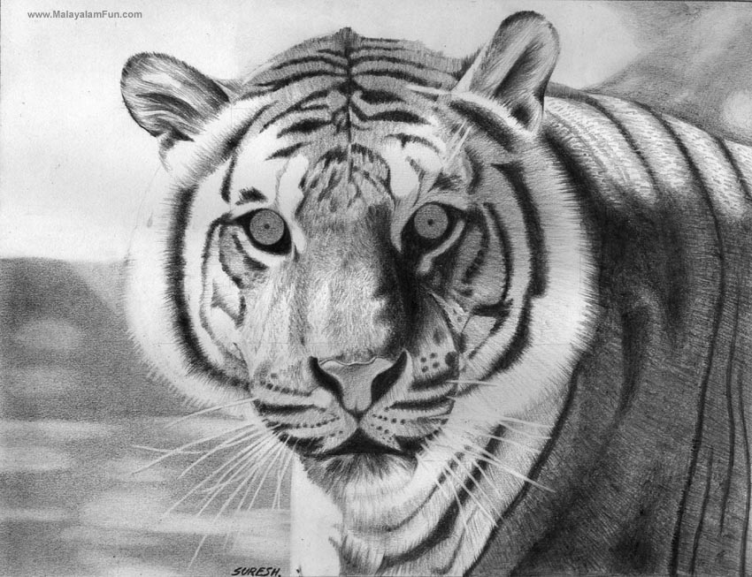 850x653 Pencil Art Wallpaper - Animal Sketch Wallpaper