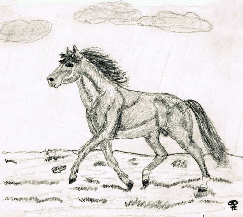 807x720 Wallpaper Download Animals Drawing Pencil Horse - Animal Sketch Wallpaper