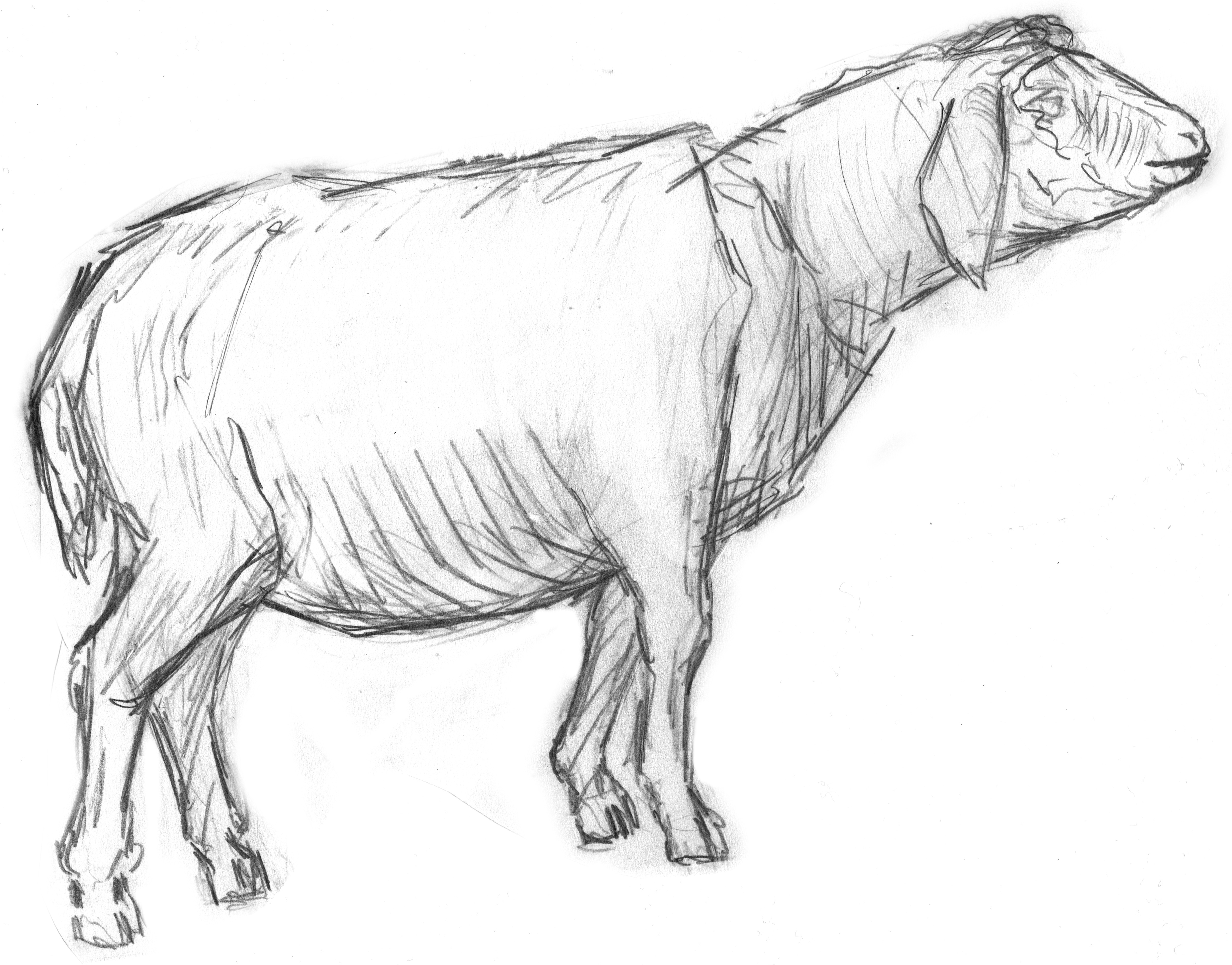 4840x3792 Animal Sketch Free Image Peakpx - Animal Sketch Wallpaper