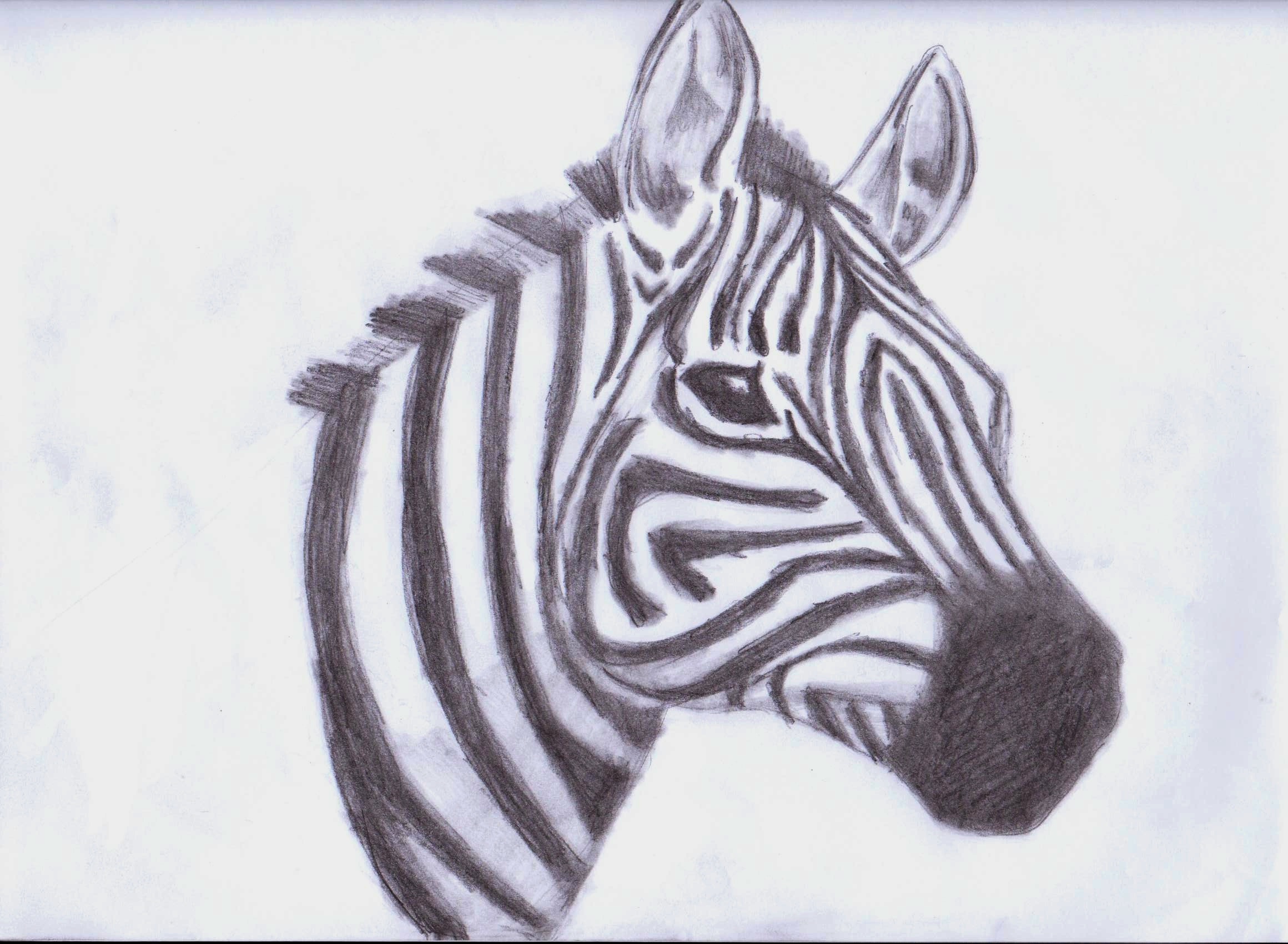 2320x1700 Animals Images Zebra Drawing Hd Wallpaper And Background Photos - Animal Sketch Wallpaper