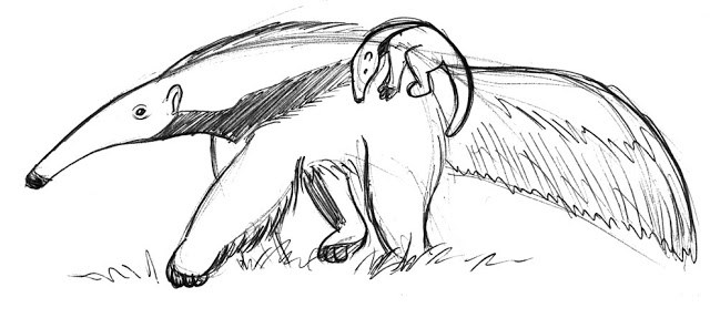 640x287 Animal Sketches Cedarseed - Animal Sketches