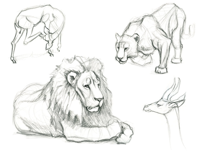 800x618 Animal Sketches By Cliffhangar - Animal Sketches