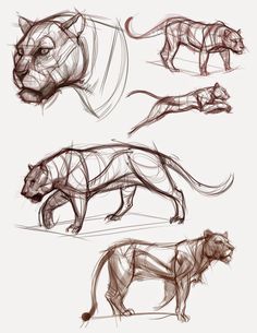 236x305 84 Best Animal Sketches Images Animal Sketches - Animal Sketches