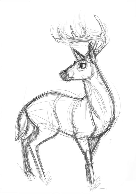 561x800 Pin By Kat On Doodling Creature References Drawings - Animal Sketches