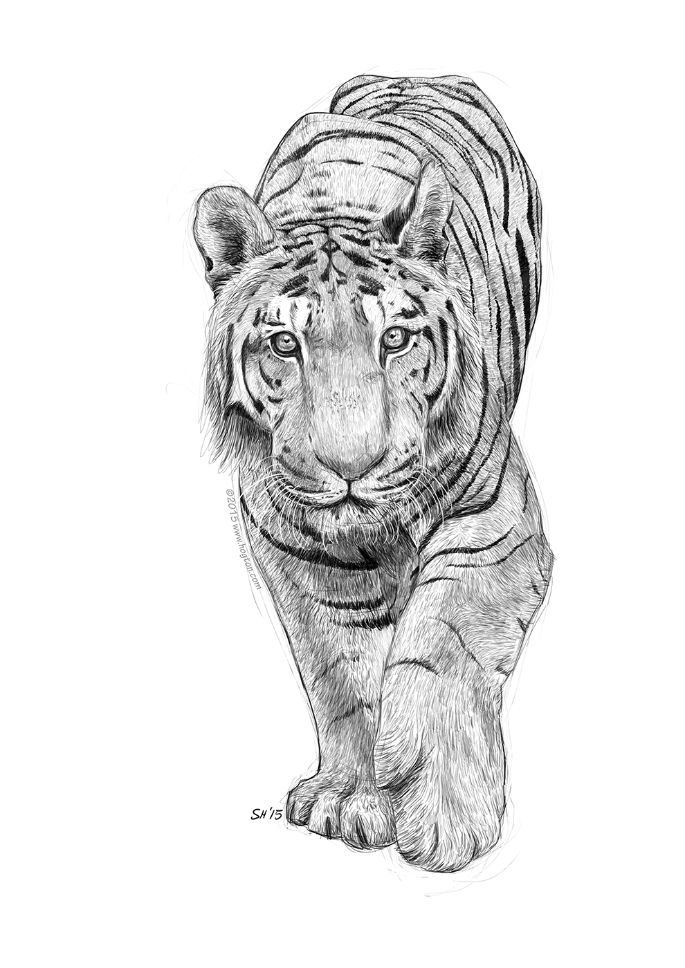 990x1400 Animal Sketches Stuart Hogton - Animal Sketches