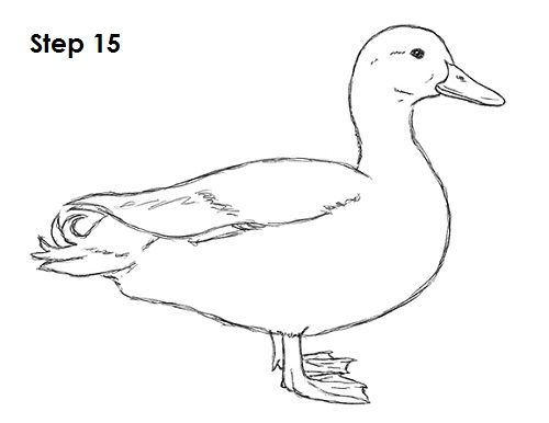 500x386 Drawn Duckling For Kid Step By Step Animal - Animal Sketches For Kids