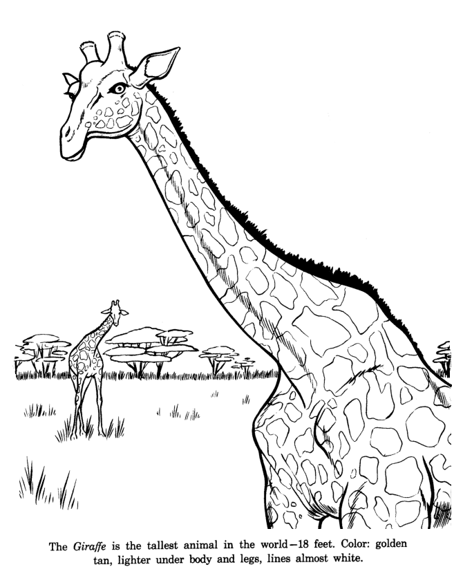 670x820 Animal Drawings Coloring Pages Giraffe Animal Identification - Animal Sketches For Kids