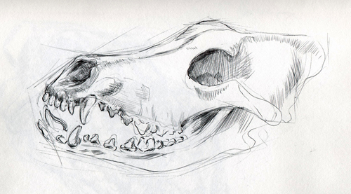 500x277 Animal Skulls - Animal Skull Sketch