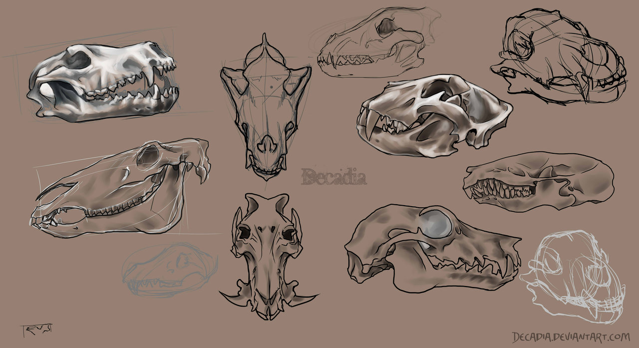 1280x697 Animal Skulls Set By Decadia - Animal Skull Sketch
