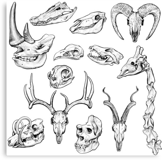 550x545 Animal Skull Ink Sketch Canvas Prints By Kylie Yang Redbubble - Animal Skull Sketch