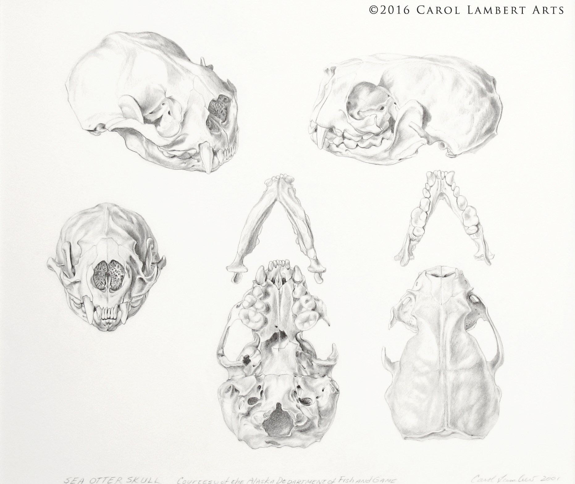 1862x1566 Drawing Skulls, Animal And Human - Animal Skull Sketch