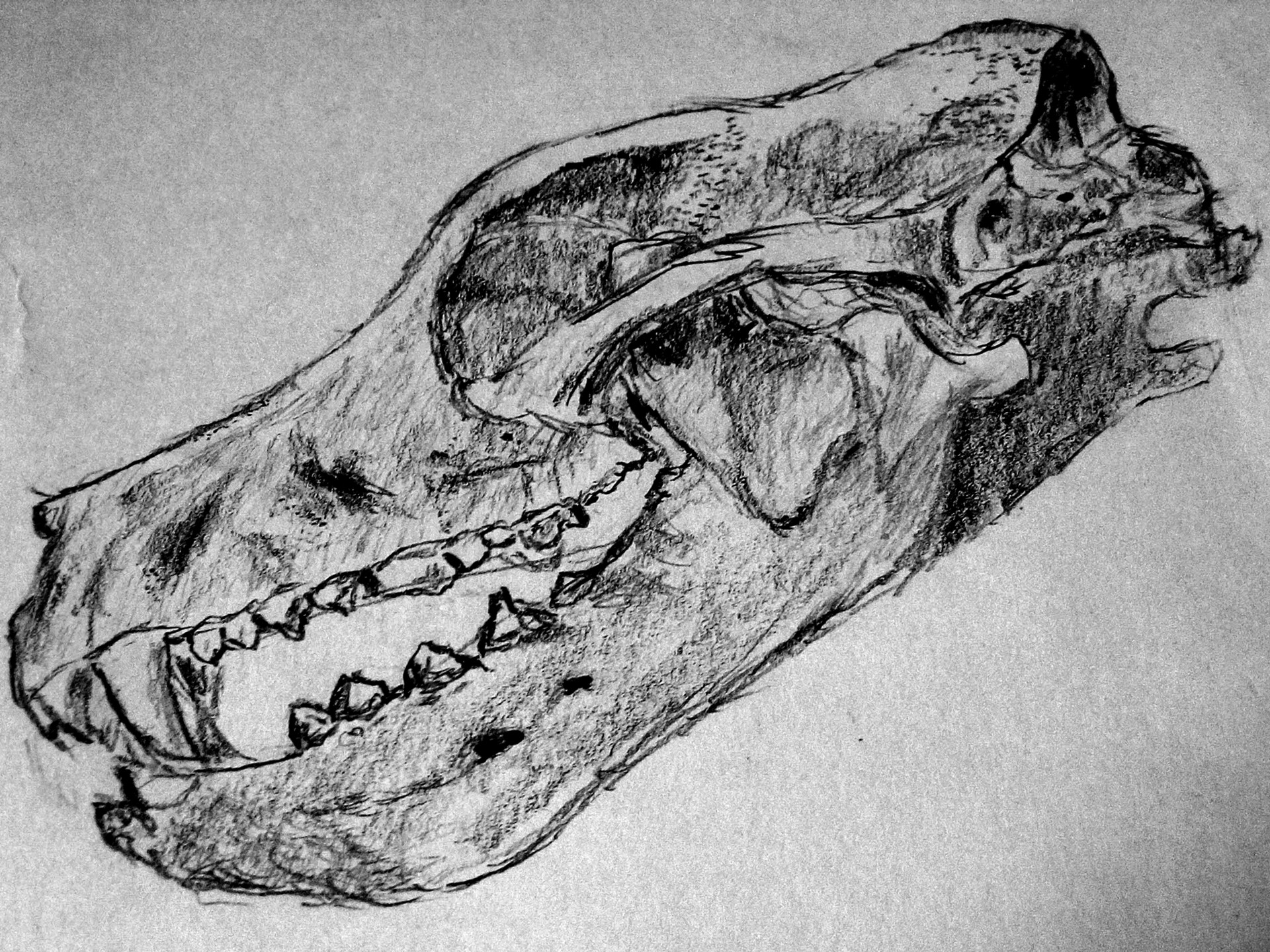 1920x1440 Leon Arndt - Animal Skull Sketch