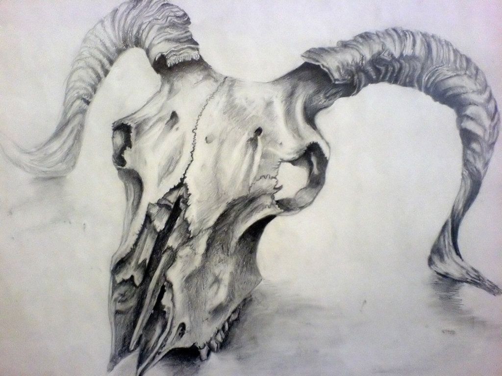 1024x768 Sheep Skull Drawing By ~louisa911 Heart Art - Animal Skull Sketch