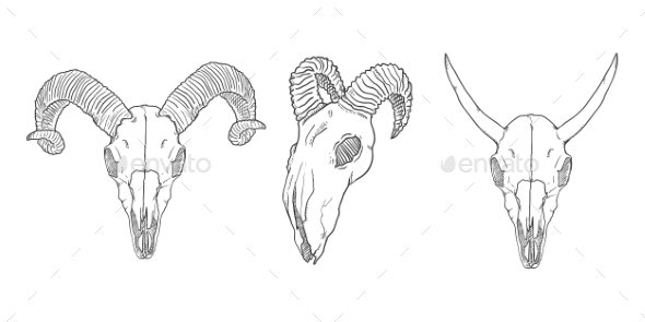 590x295 Vector Set Of Sketch Horned Animal Skulls By Nikiteev Graphicriver - Animal Skull Sketch