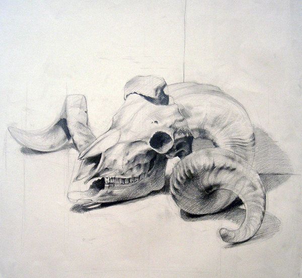 600x552 Animal Skull By ~dalocska Skulls And Horns - Animal Skull Sketch