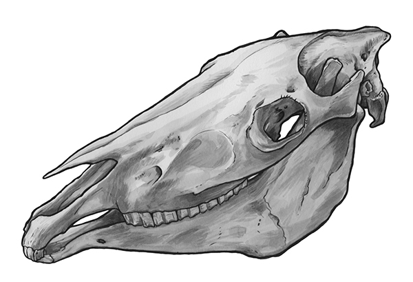 600x409 Animal Skull Series On Behance - Animal Skull Sketch