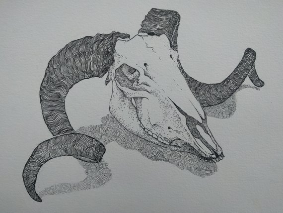 570x428 Animal Skull Sketch Etsy - Animal Skull Sketch