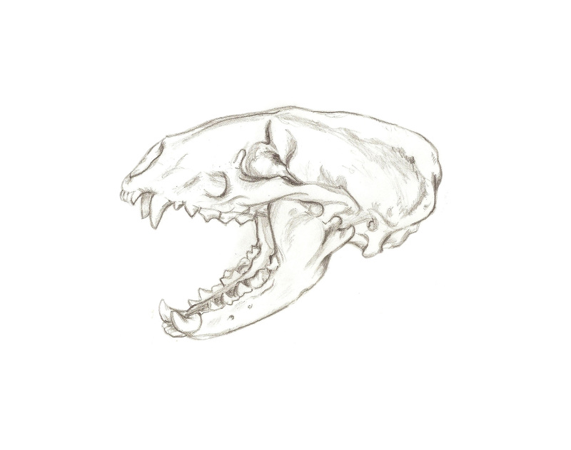 800x631 Animal Skull Sketches - Animal Skull Sketch