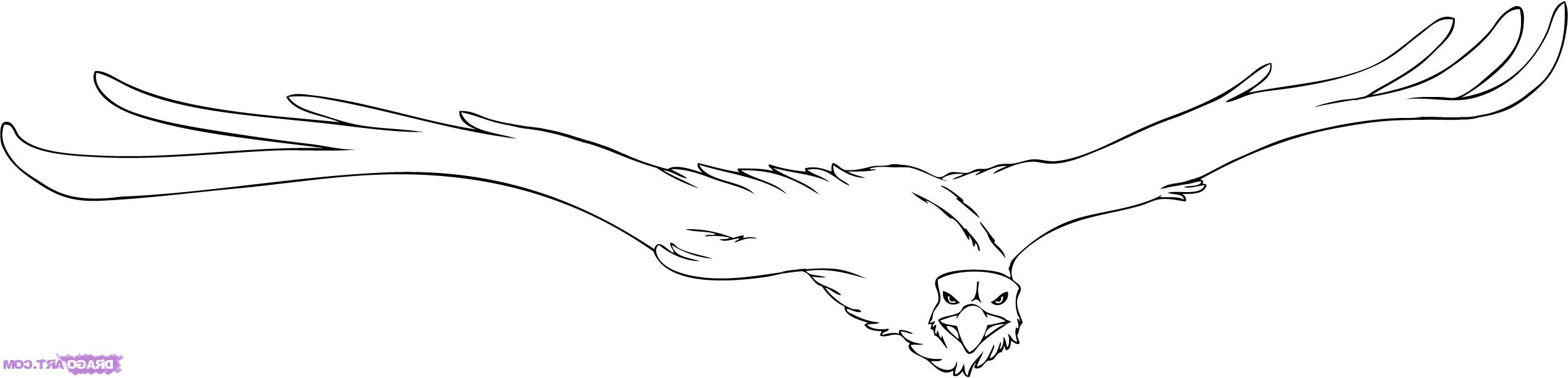 2536x612 Anime Chibi Drawing Of Eagle Anime Eagle Sketch Anime Chibi - Anime Chibi Sketch