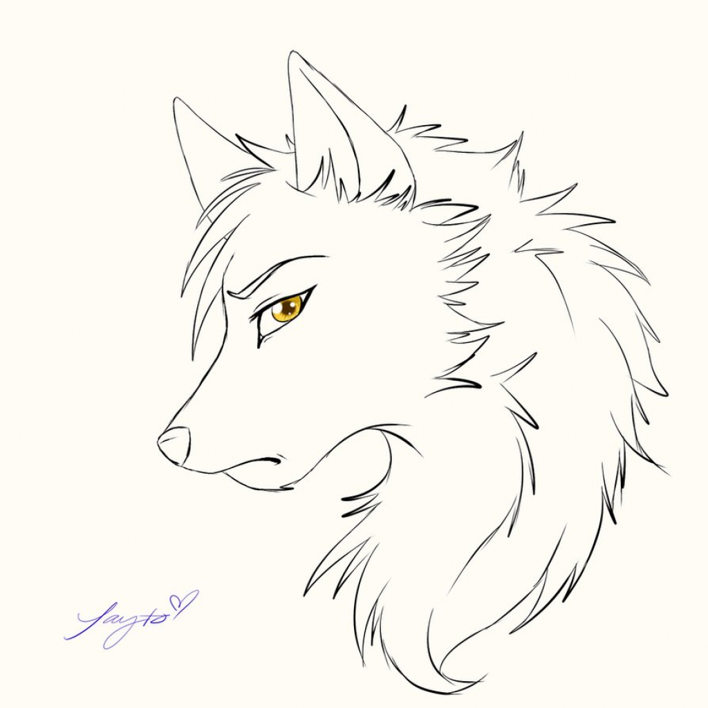 Anime Wolf Sketch at Explore collection of Anime