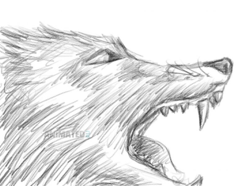 800x600 Wolf Sketch Animated Ali Online Portfolio - Anime Wolf Sketch