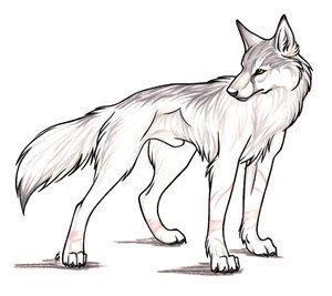 300x267 Wolves Images Wolf Wallpaper And Background Photos (1170761) - Anime Wolf Sketch