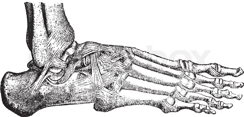 800x384 This Illustration Represents Ligaments And Hinge Joint Of The - Ankle Sketch