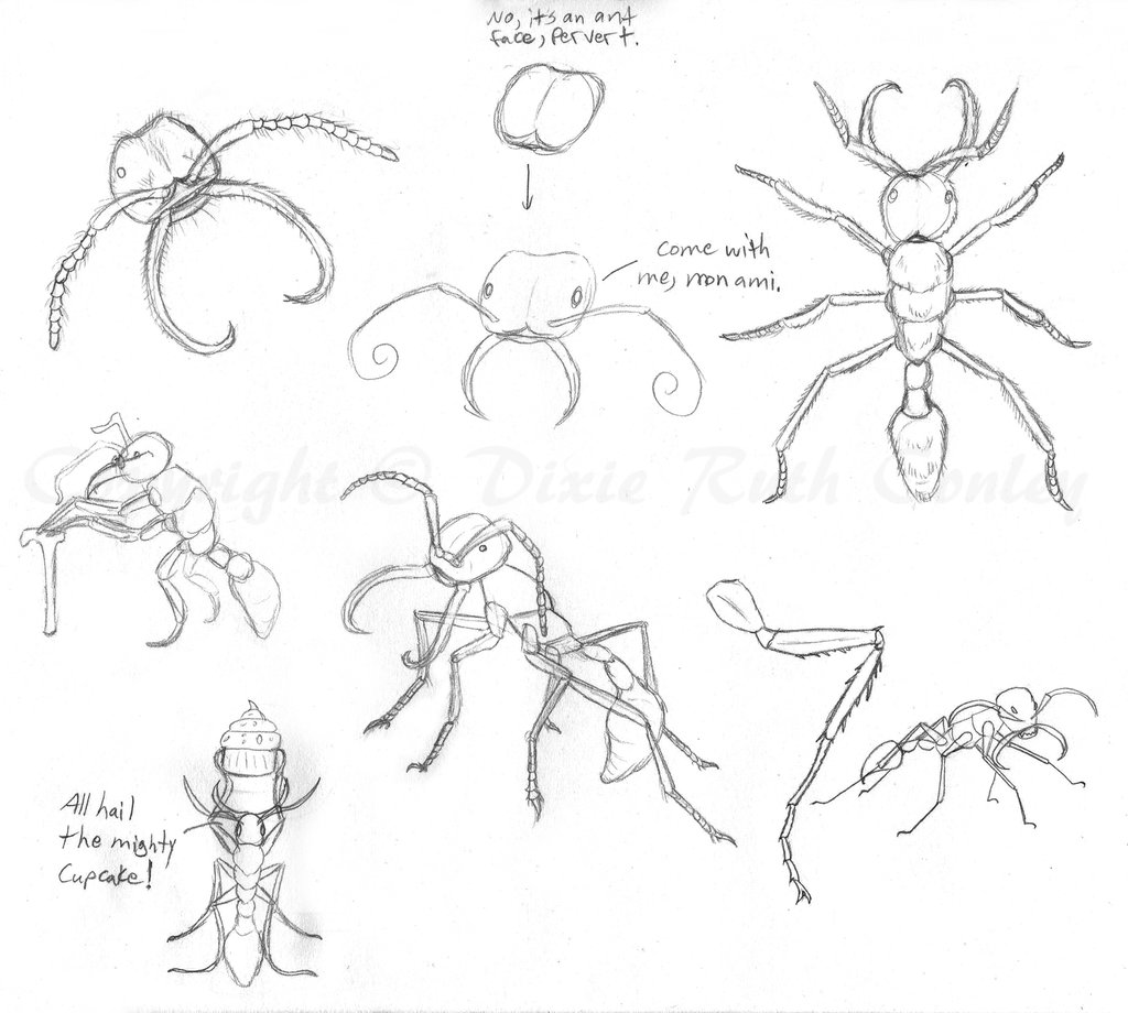 Ant Sketch