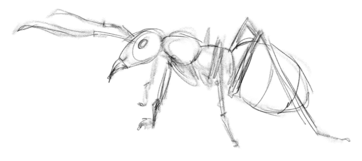 1152x512 August 26th - Ant Sketch