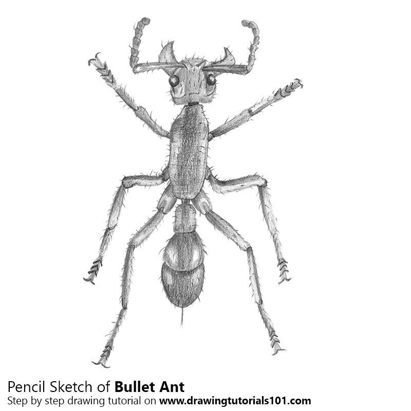 800x800 Bullet Ant Pencil Drawing - Ant Sketch