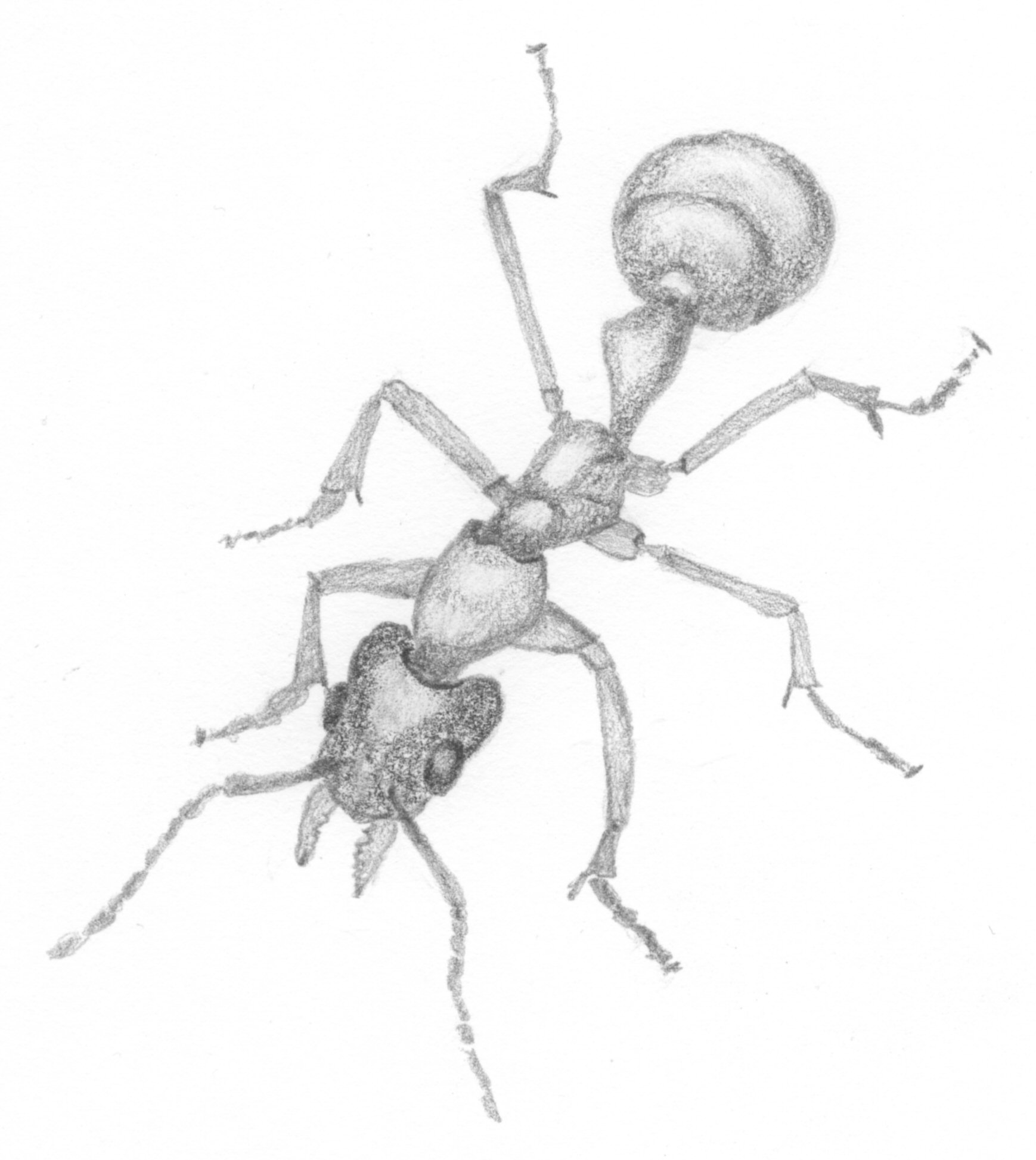 1738x1946 Filemeat Ant.jpg - Ant Sketch